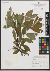 Foto von Salix L.